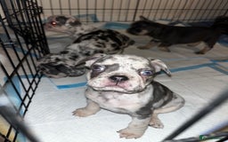 French Bulldog dogs for sale: READY NOW French bulldog puppies  - Advert 3