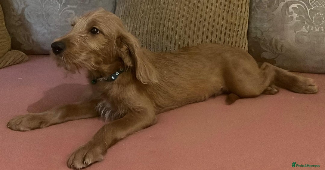 Labradoodle dogs for sale: Absolutely beautiful Labradoodles - Advert 30