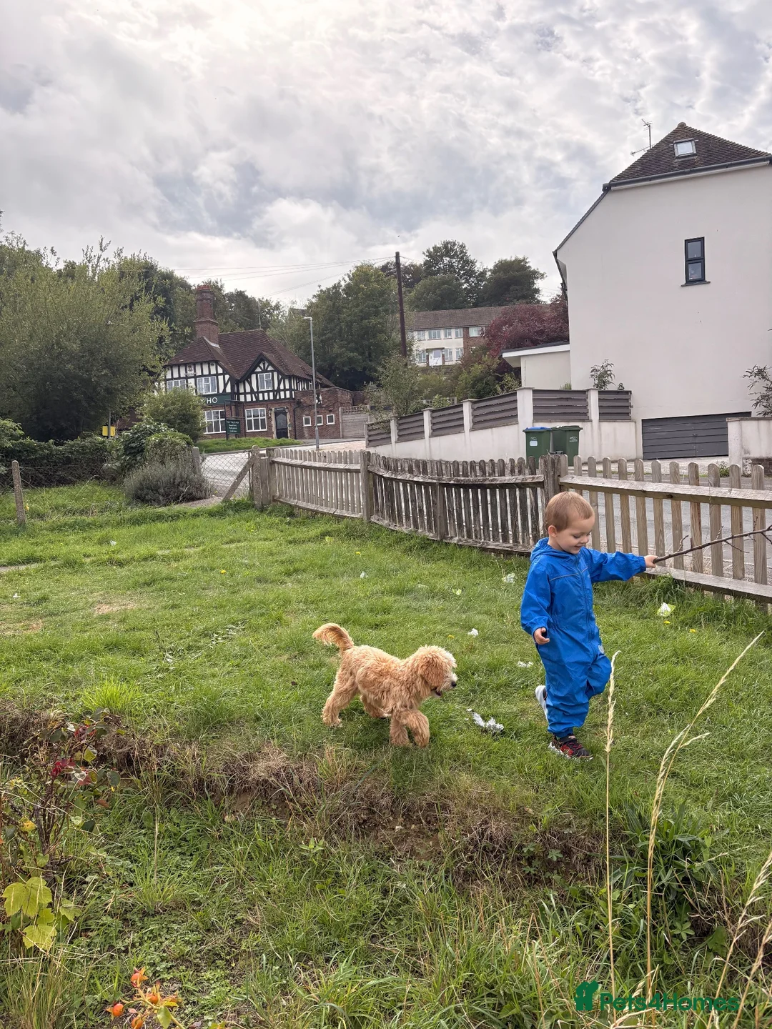 Mixed Breed dogs for sale: 5 month shitzu x poodle  in Lewes - Advert 2