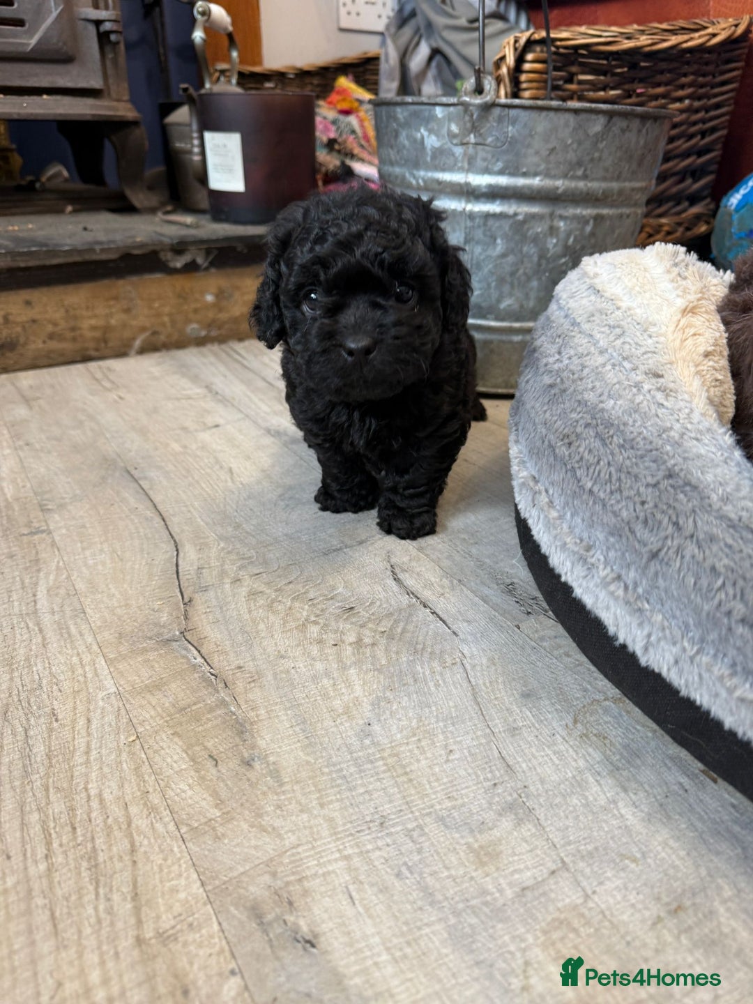 Shihpoo dogs for sale: ✨ Beautiful Shihpoo Puppies ✨  - Advert 34