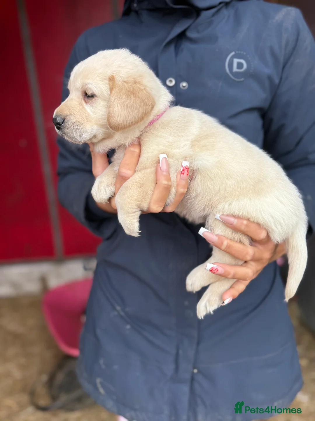 Labrador Retriever dogs for sale: Labrador retriever pups for sale black and gold X in Newark - Advert 12