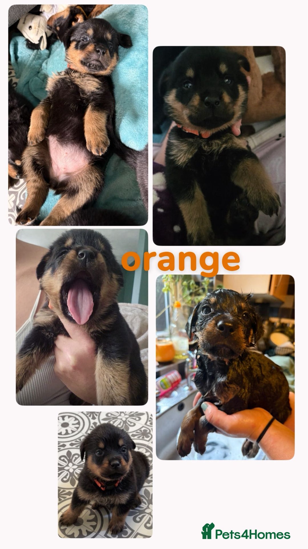 Rottweiler dogs for sale: Rottweiler Champion bloodline  - Image 9