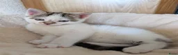Mixed Breed cats for sale: Two beautiful kittens, looking for there home 🐾 in Peterhead - Advert 31