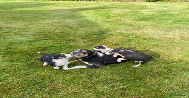Border Collie dogs - Advert 5