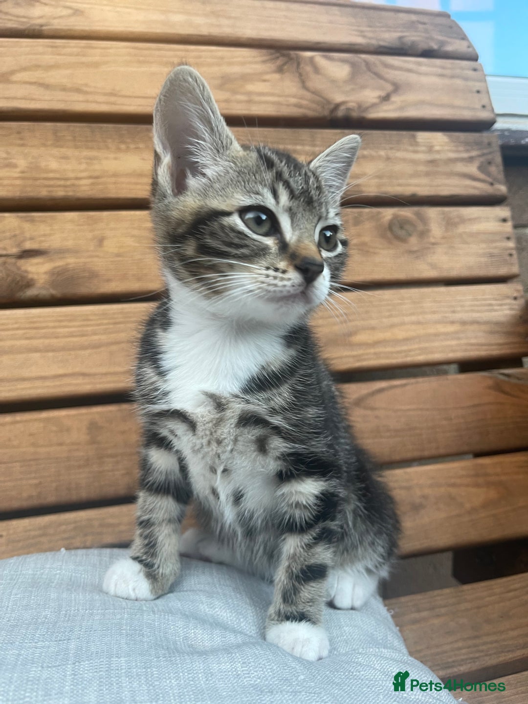 Domestic Shorthair cats for sale: Adorable kittens looking for their forever home  - Image 6