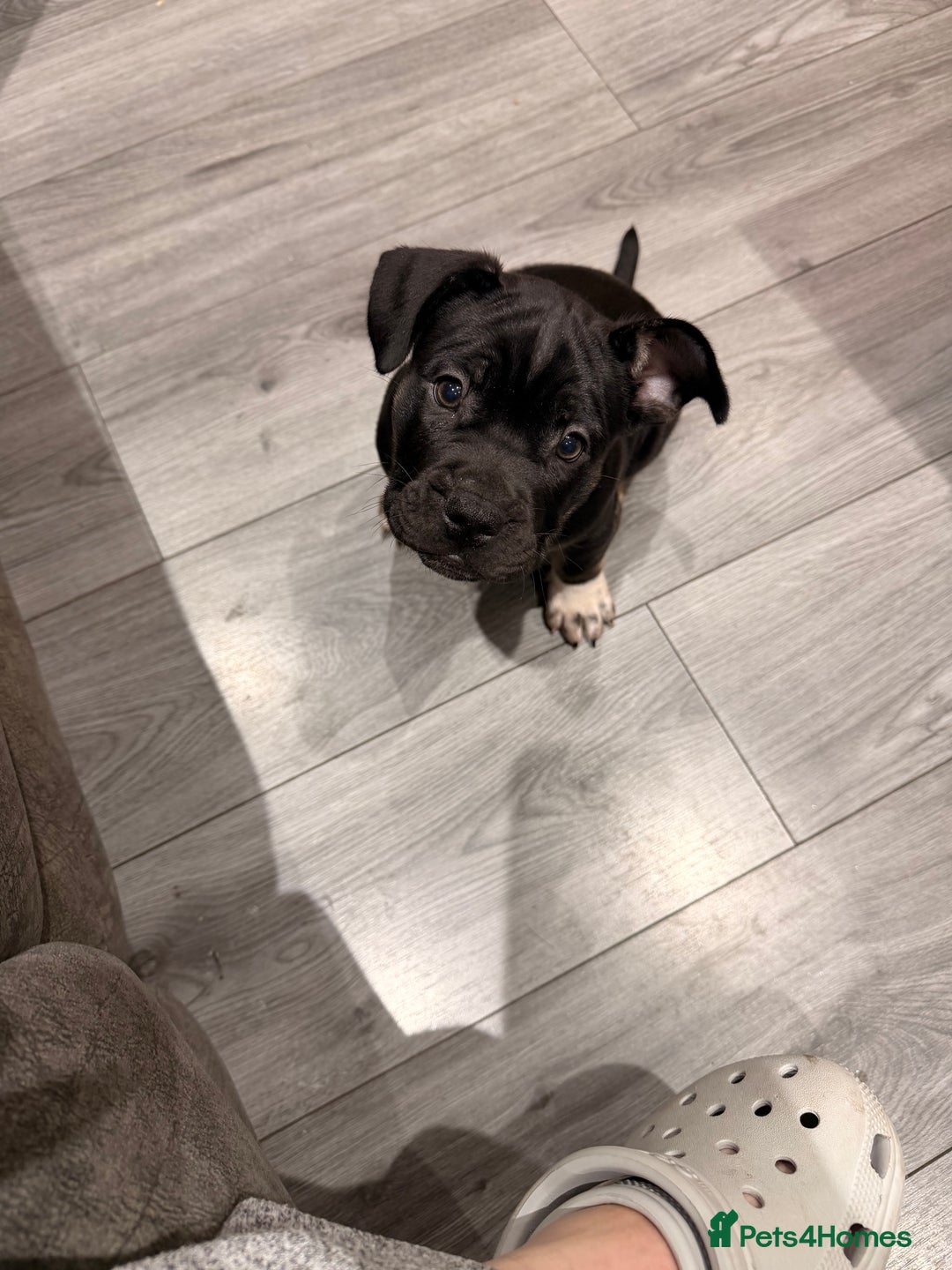 Mixed Breed dogs for sale: American french bully  - Advert 31
