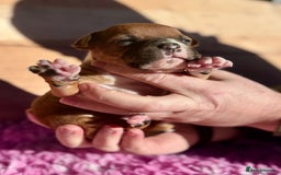 Staffordshire Bull Terrier dogs for sale: 7 Red Staffordshire Bull Terrier pups  - Advert 5