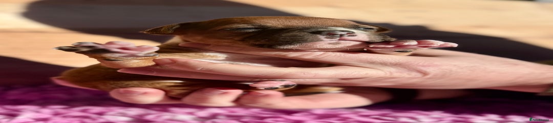 Staffordshire Bull Terrier Puppy 3