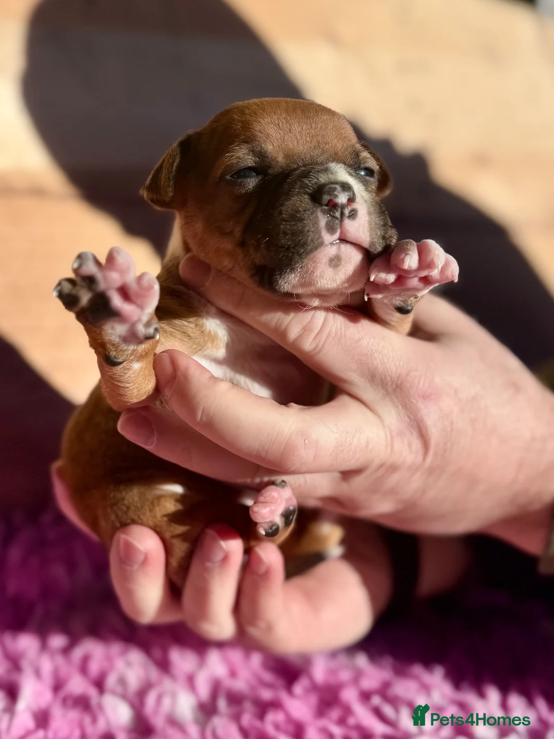 Staffordshire Bull Terrier dogs for sale: 7 Red Staffordshire Bull Terrier pups  - Advert 9