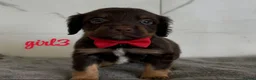 Cocker Spaniel dogs for sale: Cocker spaniel puppies for sale  - Advert 7