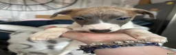 Whippet dogs for sale: Amazing whippet puppies  - Advert 23