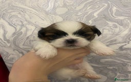 Shih Tzu dogs for sale: Imperial shitzhu pups  born on the 17 of October - Image 12