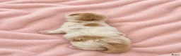 British Longhair cats for sale: Beautiful British longhair champion  - Advert 5