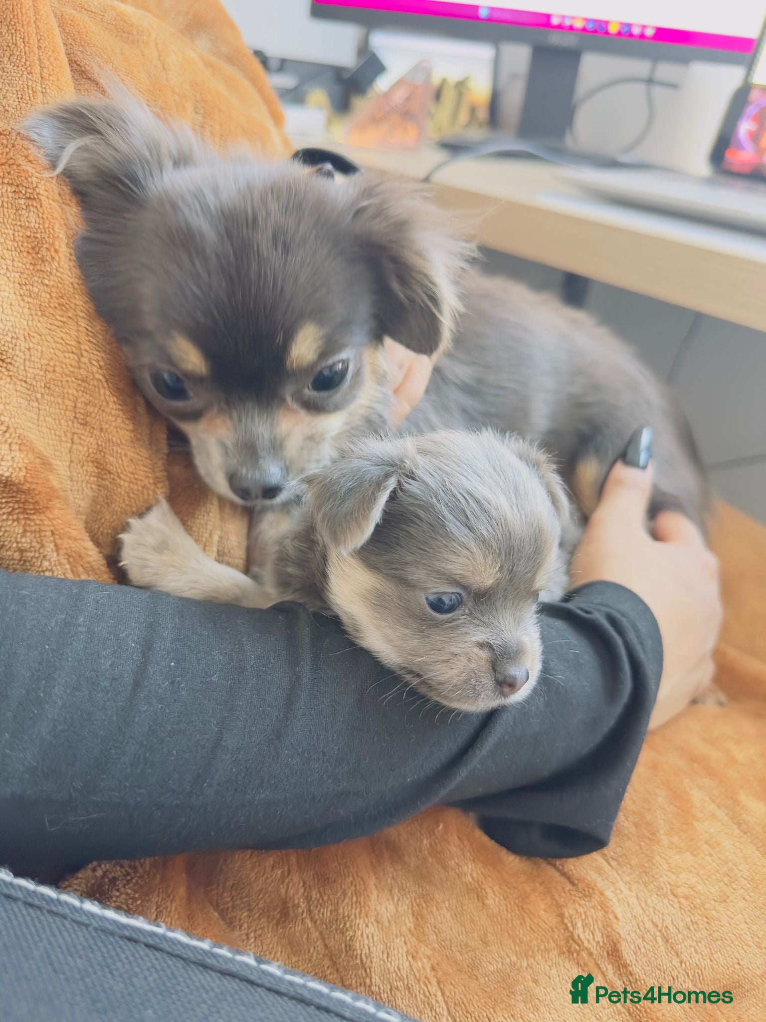 Chihuahua dogs Lilac Chihuahua - Rocky  - Advert 1