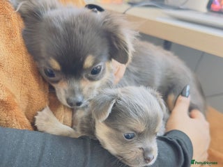 Chihuahua dogs Lilac Chihuahua - Rocky - Advert 1