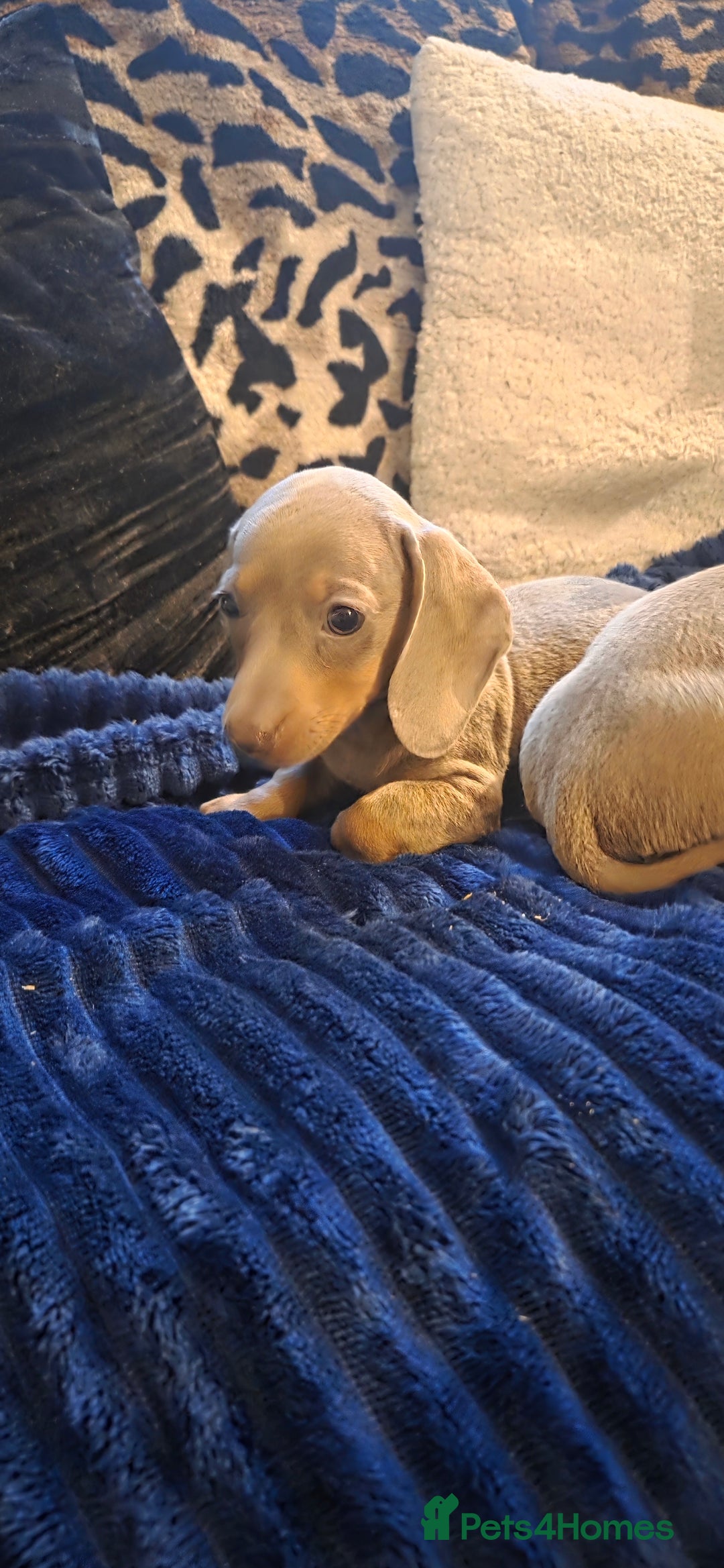 Miniature Dachshund dogs for sale: Isabella dachshund puppies  - Image 3