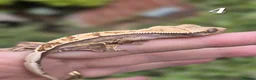 Gecko reptiles for sale: Various crested geckos - Advert 9