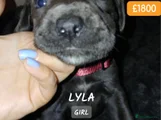 Cane Corso Puppy 11