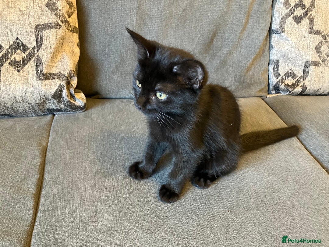 Mixed Breed cats for sale: 3 Black/brown striped Tabby cross Kittens  - Image 4