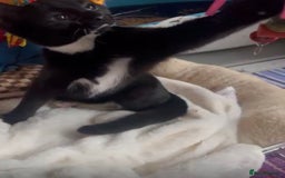 Mixed Breed cats for adoption: 3 month rescue kitten ready for adoption - Advert 2