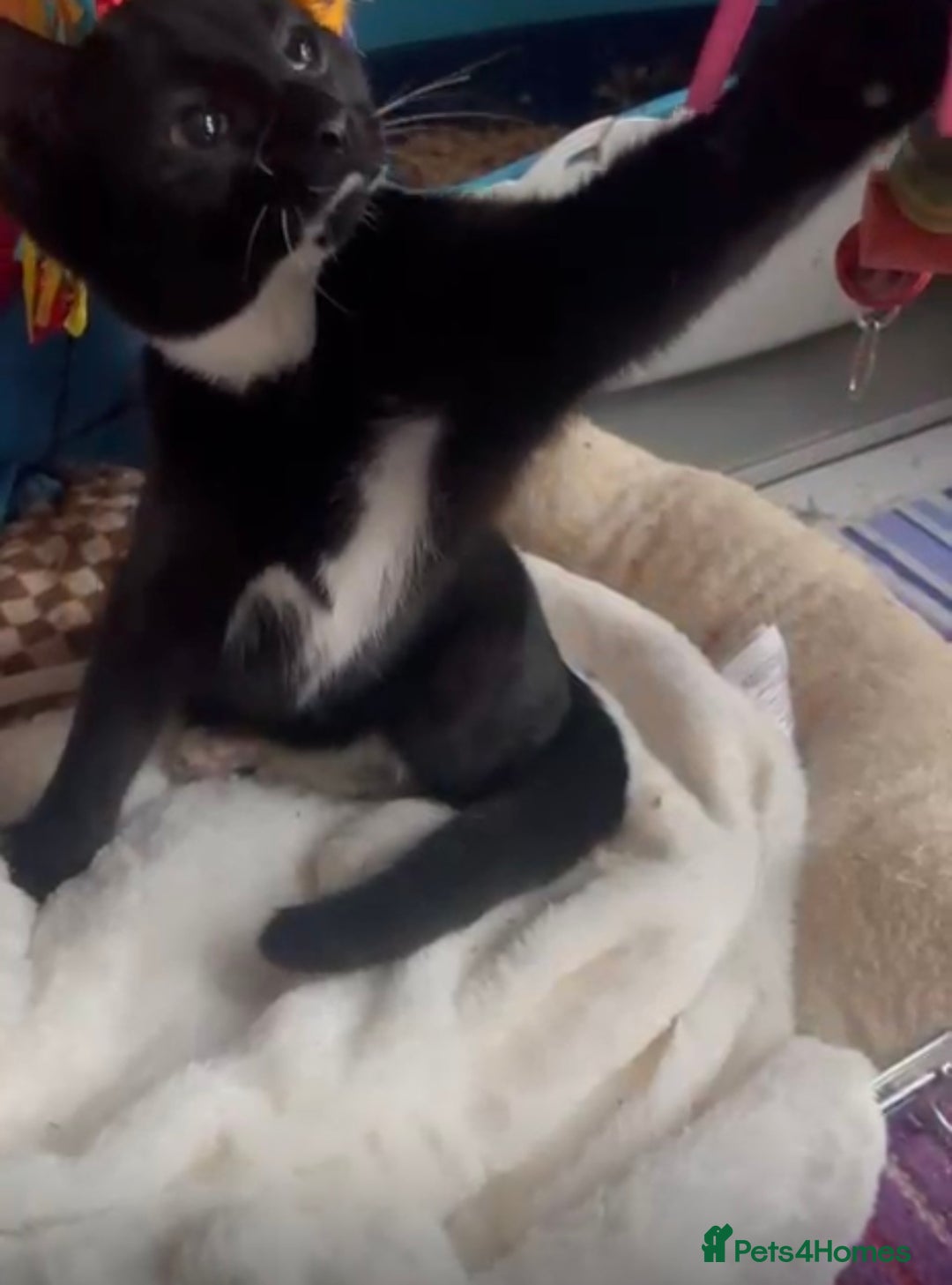 Mixed Breed cats for adoption: 3 month rescue kitten ready for adoption - Advert 2