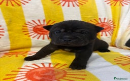 Shar Pei dogs for sale: Stunning Shar Pei Pups - Image 19