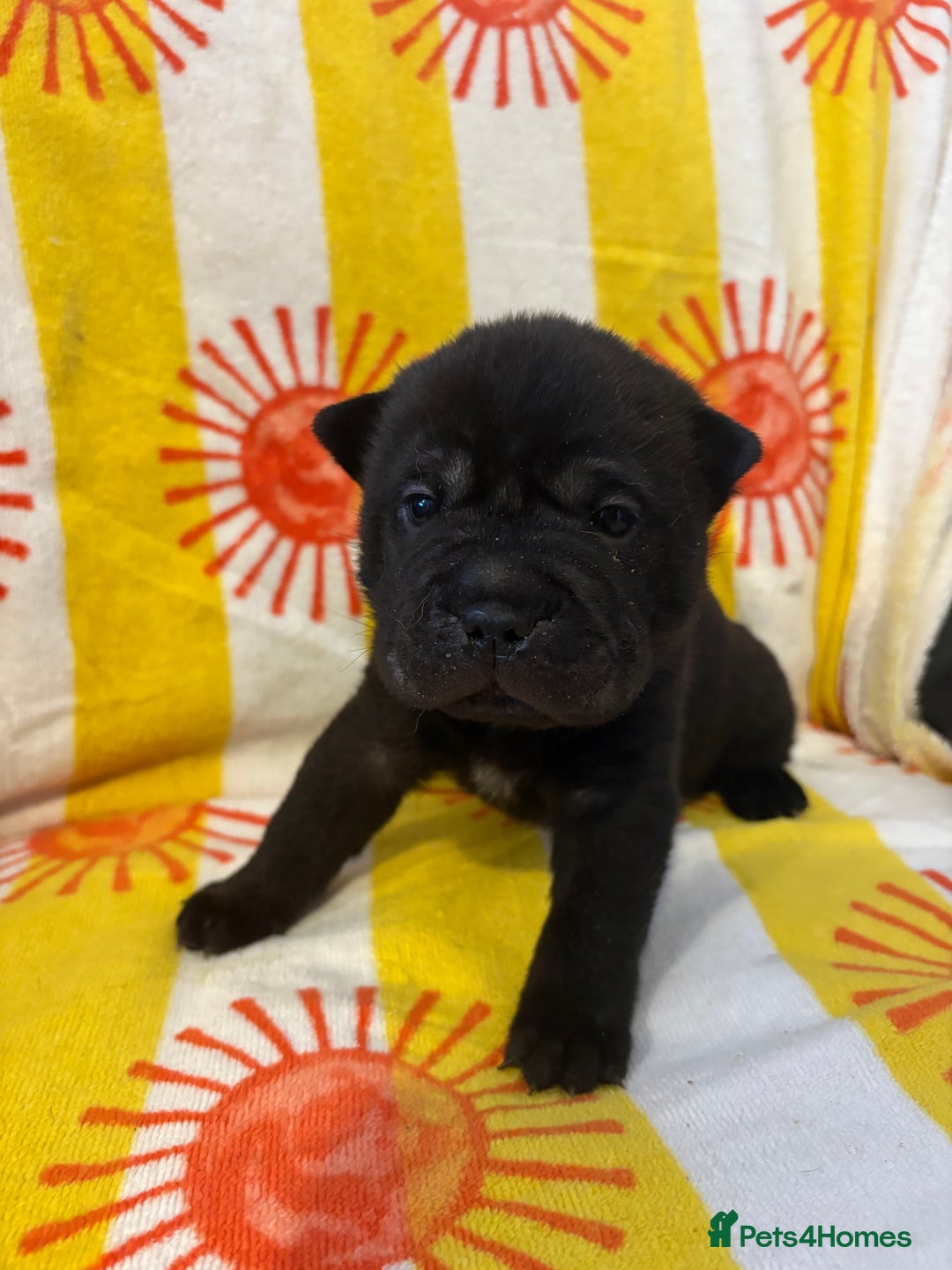 Shar Pei dogs for sale: Stunning Shar Pei Pups - Image 19