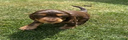 Cocker Spaniel dogs for sale: Kc reg Cocker Spaniel puppies - Advert 13