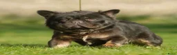 French Bulldog dogs for sale: Full fluffy chocolate tan French bulldog - Advert 2