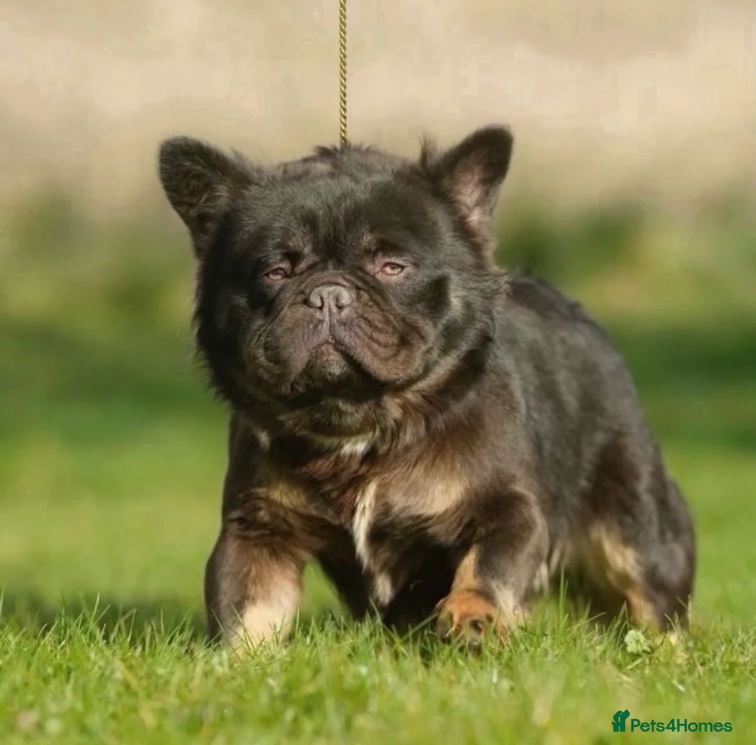 French Bulldog dogs for sale: Full fluffy chocolate tan French bulldog - Advert 2