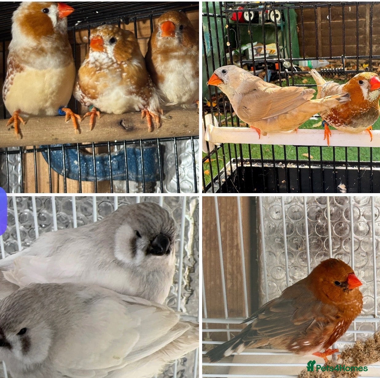 Mixed Breed birds Zebra Finches  - Advert 22