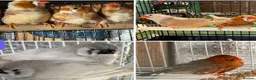 Mixed Breed birds for sale: Zebra Finches  - Advert 1