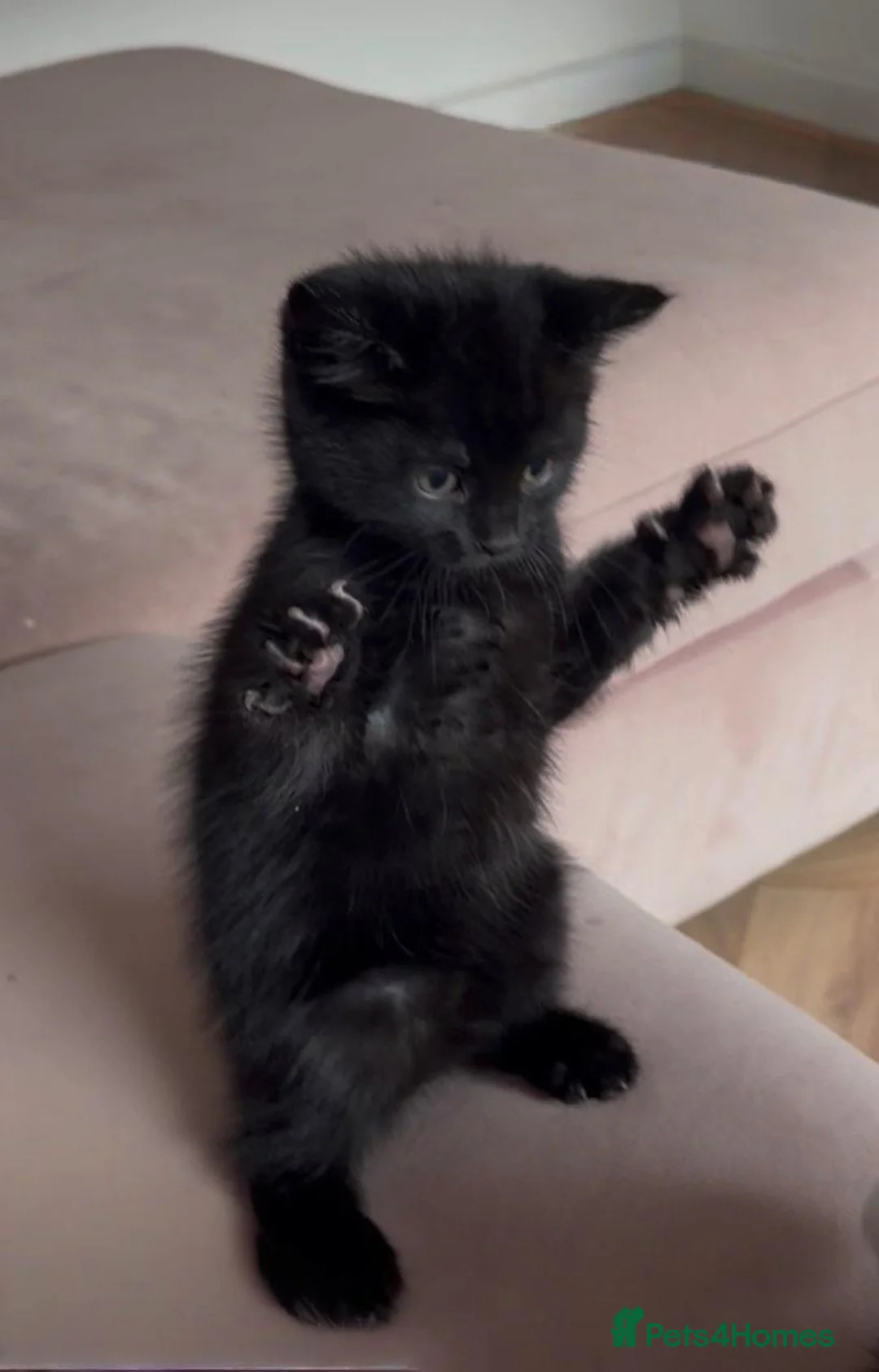 Bengal cats for sale: Bengal cross  in Bury - Advert 2