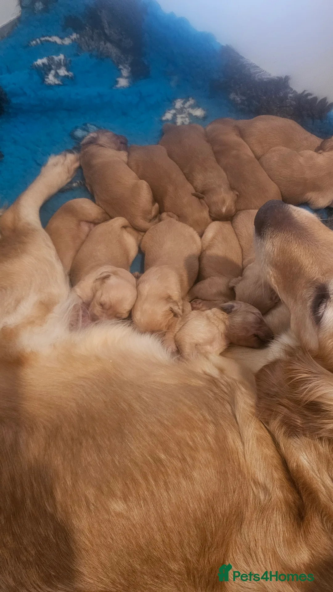 Golden Retriever dogs for sale: Amazing shades long awaited litter - Advert 14
