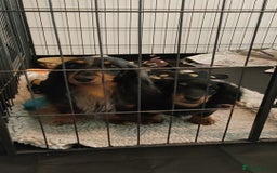 Miniature Dachshund dogs for sale: Handsome quality long haired male available  - Image 11