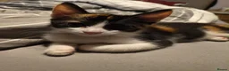 Domestic Shorthair cats for sale: 5 beautiful lovely kittens 🐾🐾 in Boston - Advert 8