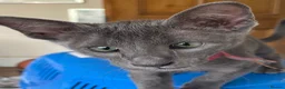 Oriental cats for sale: 2. stunning oriental kittens now available  - Advert 20