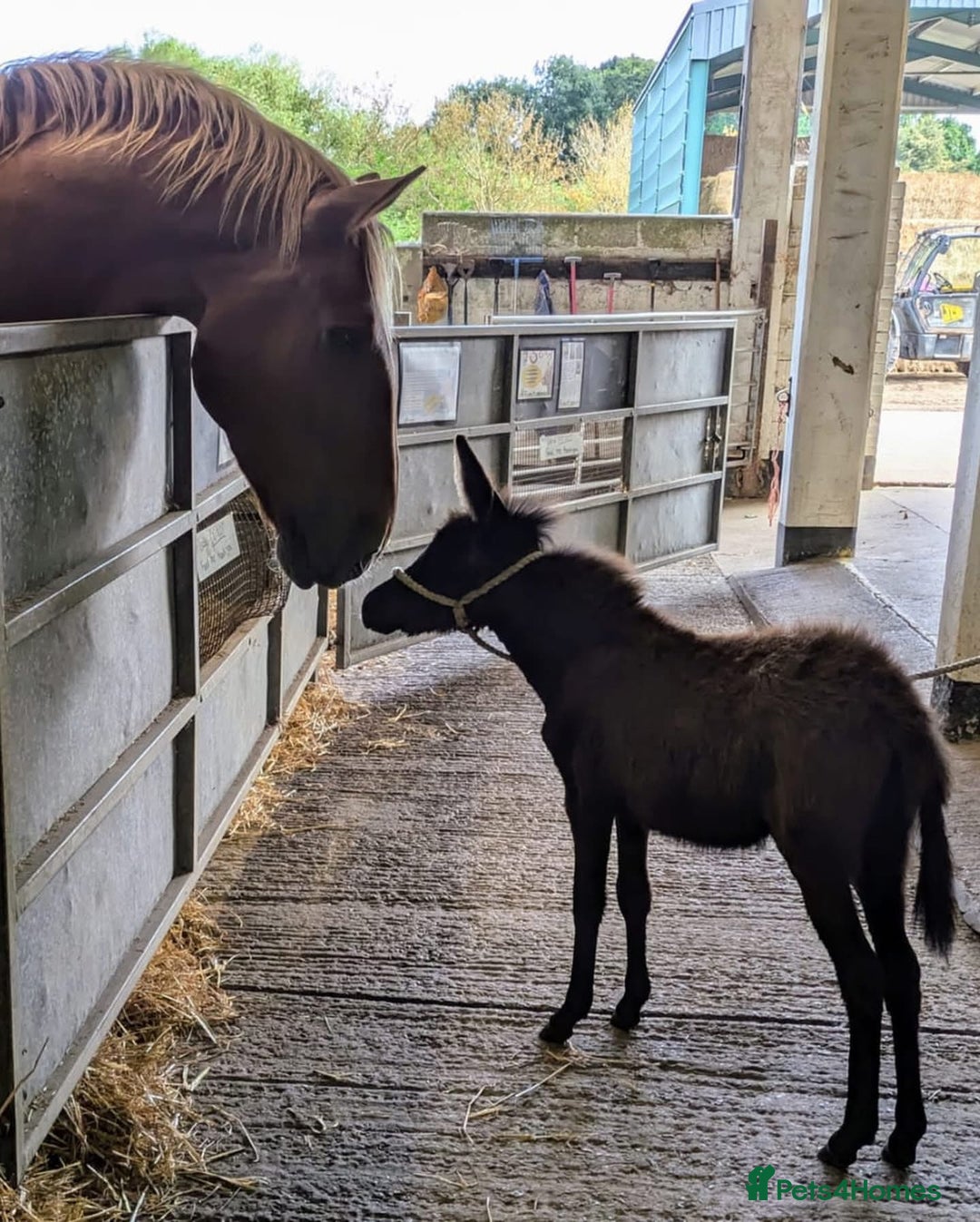 Donkey livestock for sale: 2 X Jennies for Sale - Advert 4