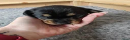 Dachshund dogs for sale: Dachshund Puppies in Redditch - Advert 10