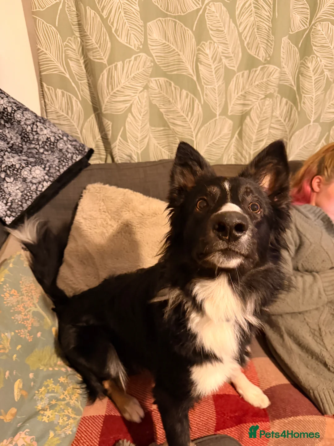 Border Collie dogs for sale: Beautiful border collie pups  - Advert 8