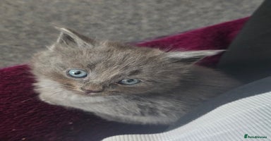 Mixed Breed cats - Advert 11