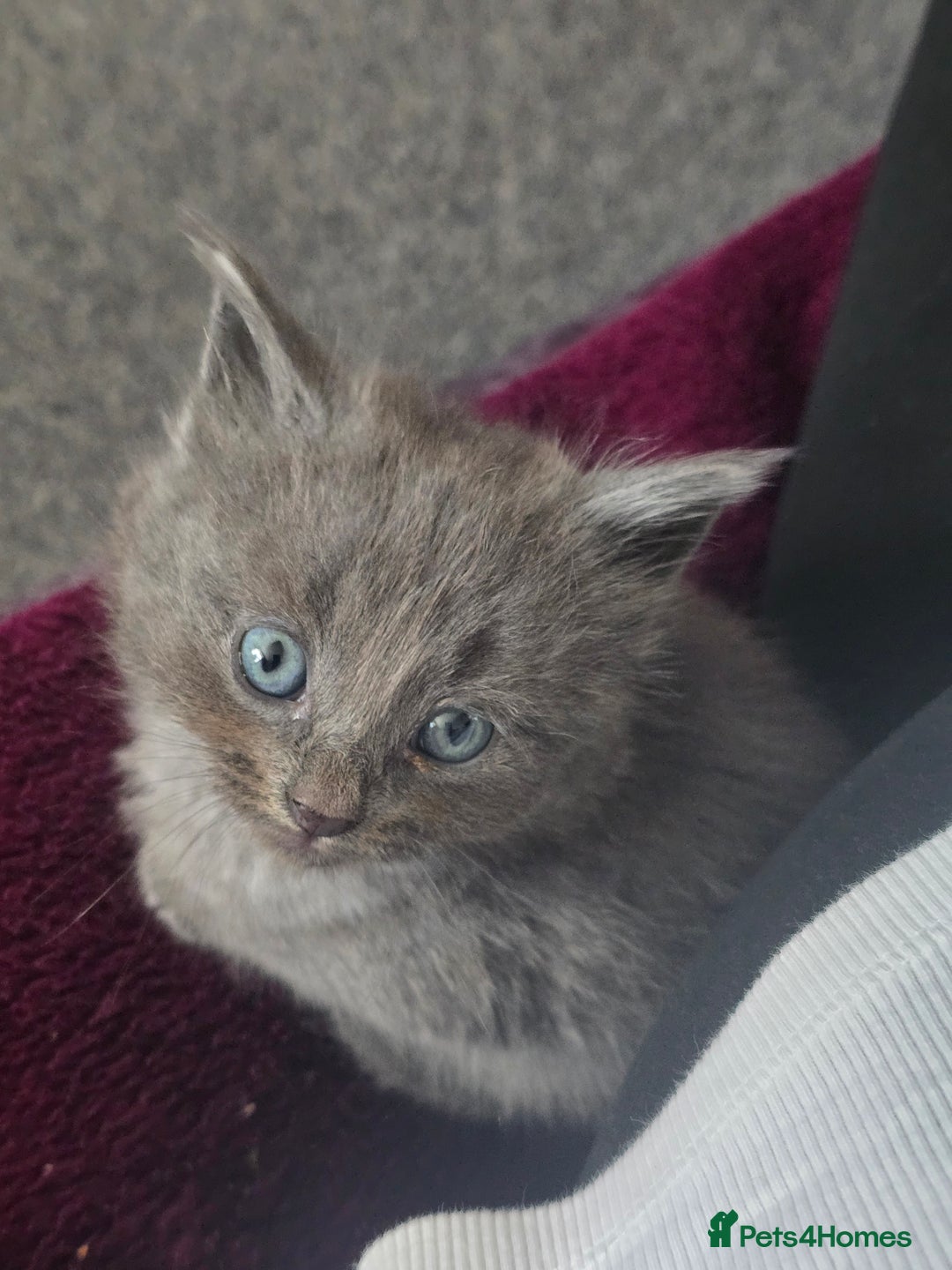 Mixed Breed cats for sale: 5 beautiful kittens  - Image 2