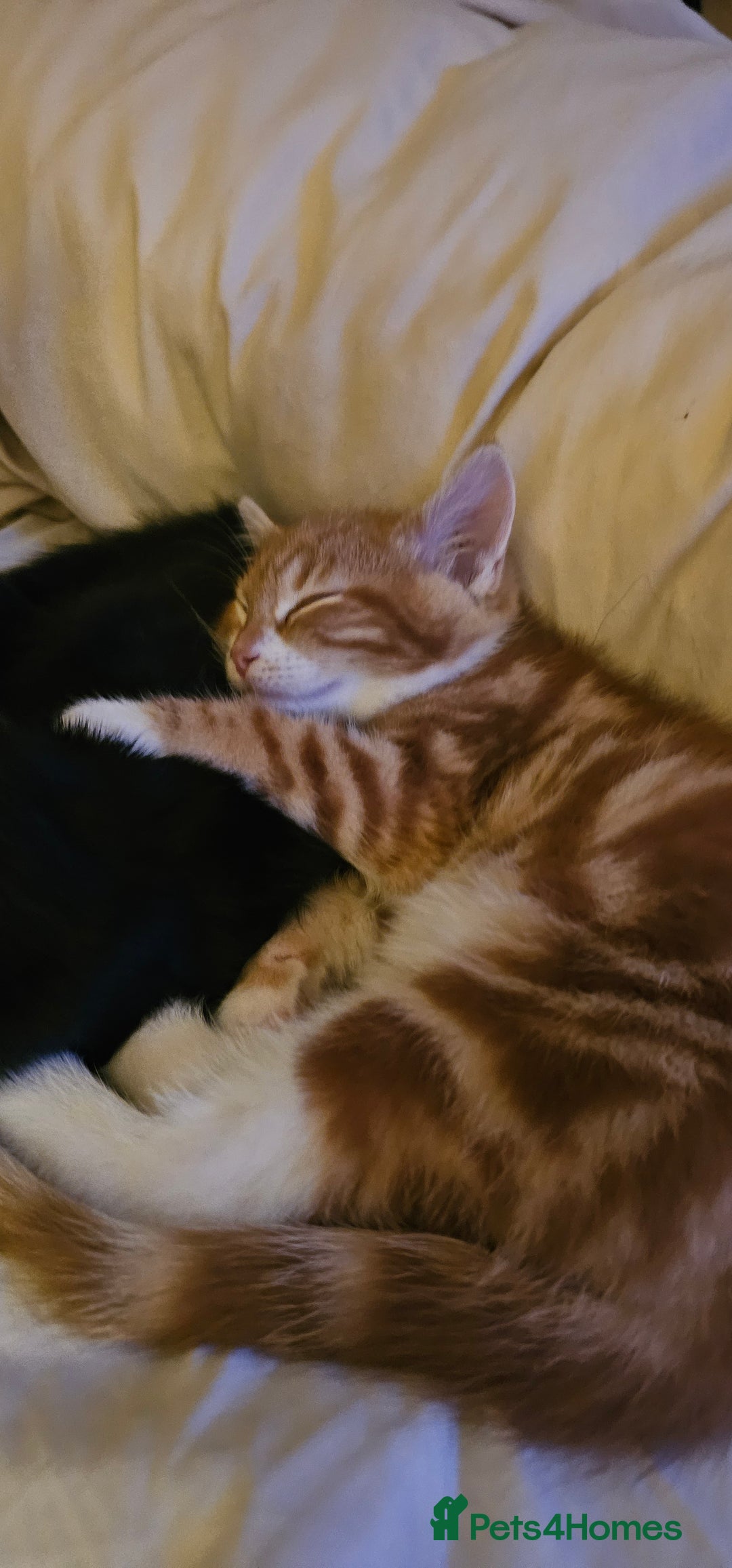 Domestic Shorthair cats for sale: Kittens looking for forever home 🧡🤎🧡 - Image 8
