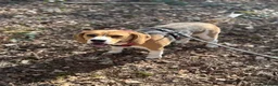 Beagle dogs for sale: Beautiful Beagle Looking for a Loving, Active Home - Advert 6