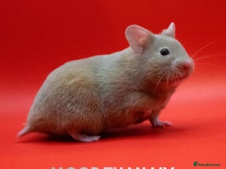 Hamster rodents Female Mink Pedigree Syrian Hamster 10 weeks old - Advert 5