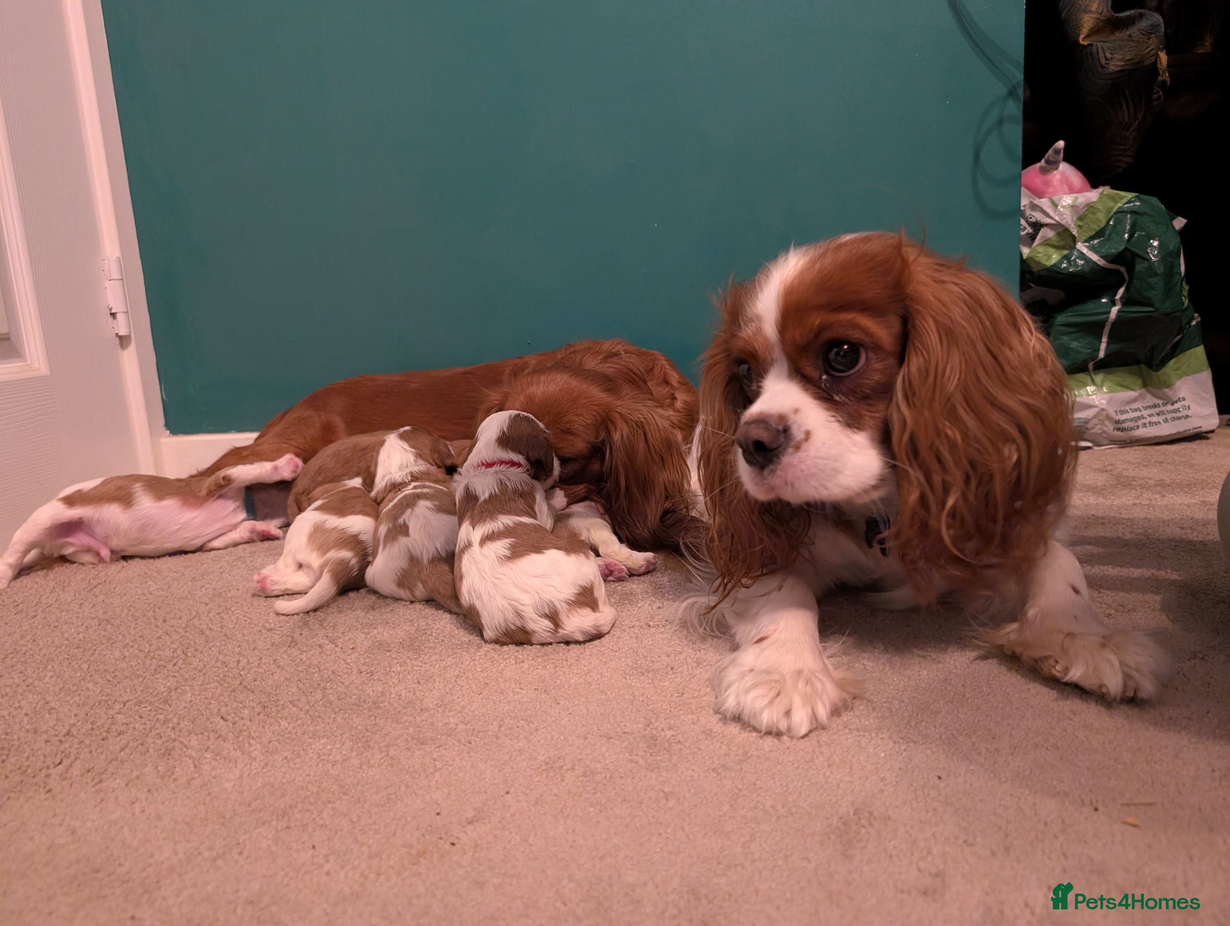 Cavalier King Charles Spaniel dogs Beautiful cavalier king Charles pups born 24/12 - Advert 7