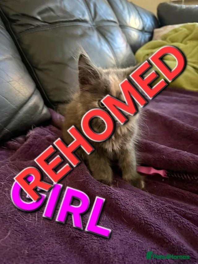 Maine Coon cats LAST 3 Maine Coon Kittens for Sale-Pure Cuteness! - Advert 2
