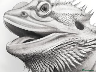 Bearded Dragon reptiles Bearded dragon - Advert 1