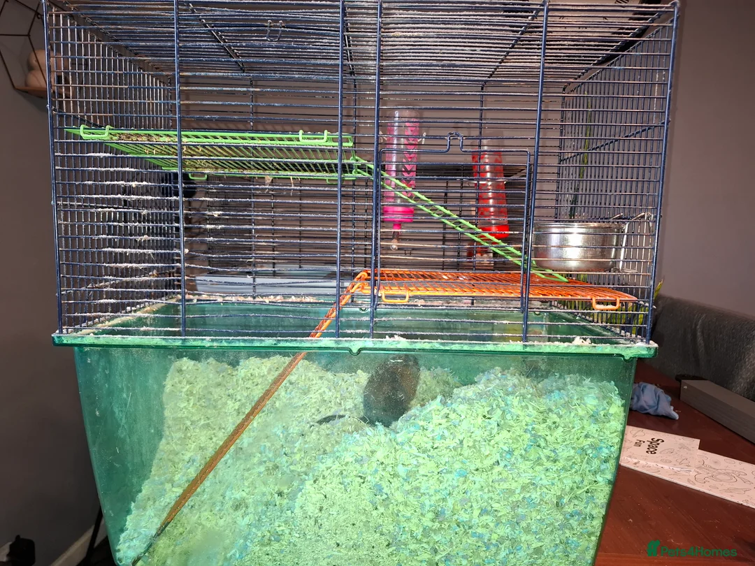 Gerbil rodents for sale: Two female gerbils. in Filey - Advert 1