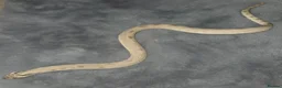 Snake reptiles for sale: Hognose & royal python ball python snake - Advert 6